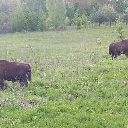 Białowieża Olsik 아파트 외부 사진