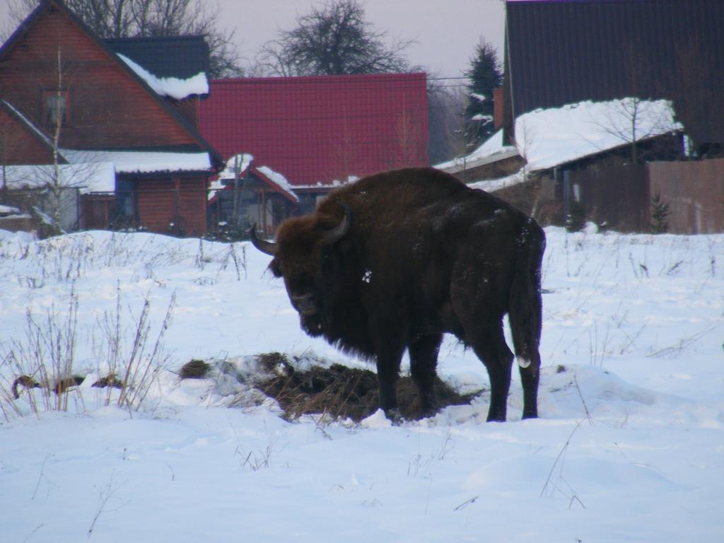 Białowieża Olsik 아파트 외부 사진
