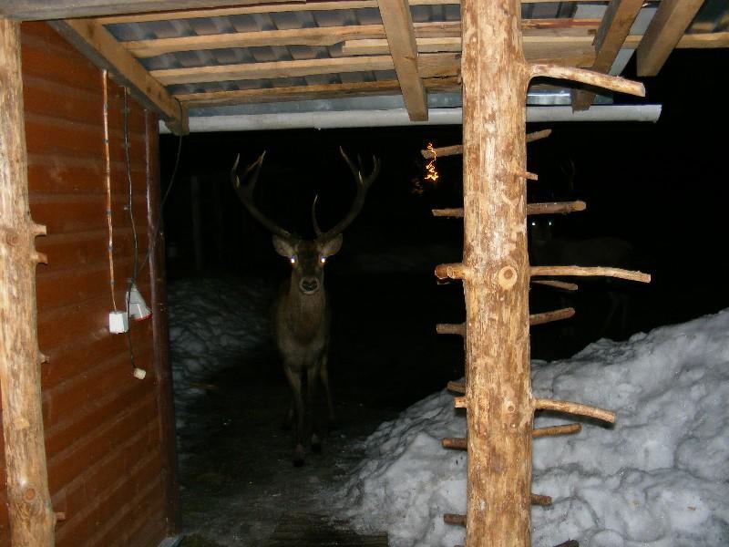 Białowieża Olsik 아파트 외부 사진