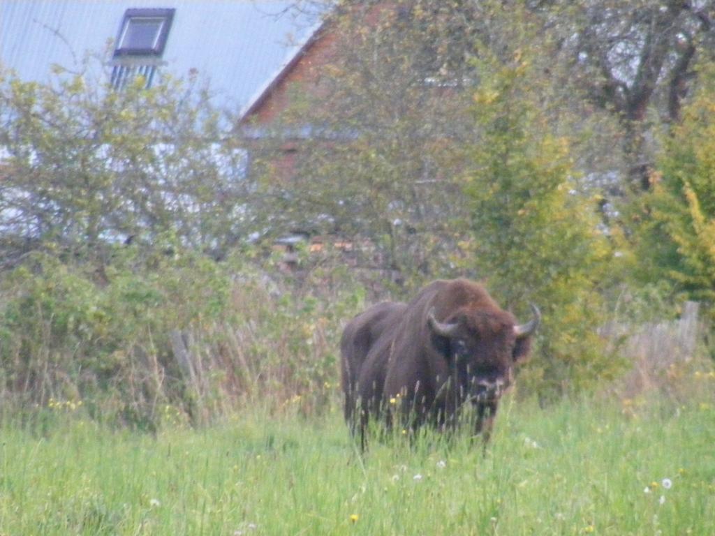 Białowieża Olsik 아파트 외부 사진