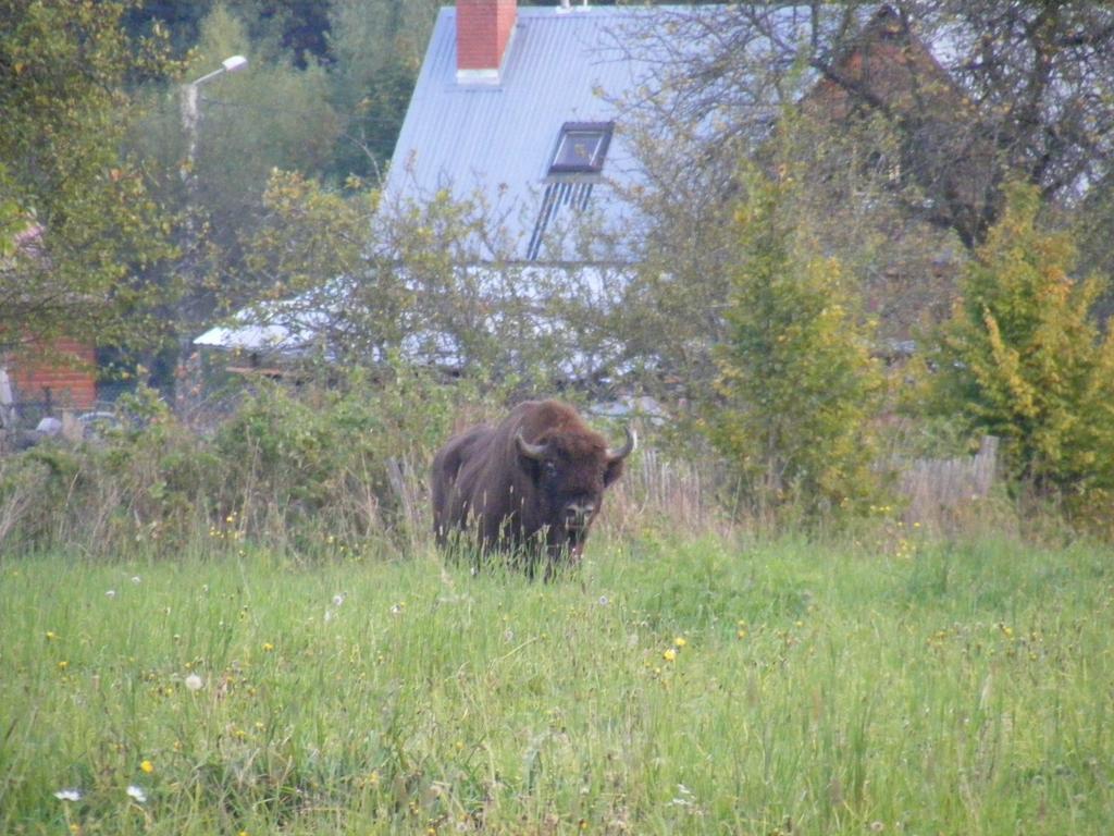 Białowieża Olsik 아파트 외부 사진