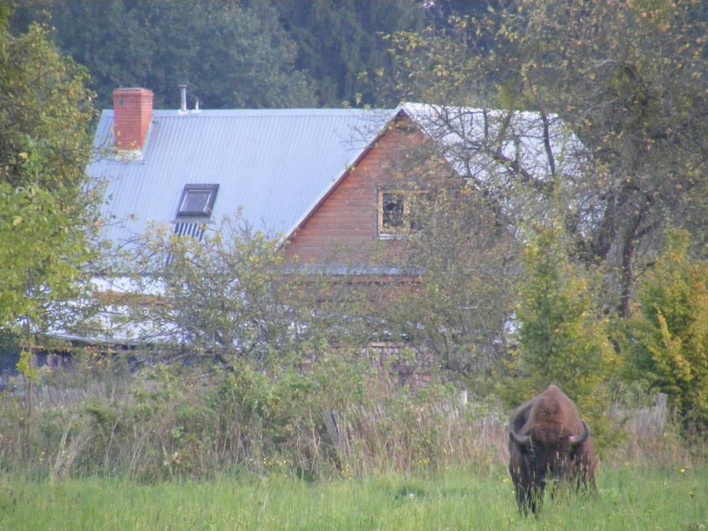 Białowieża Olsik 아파트 외부 사진