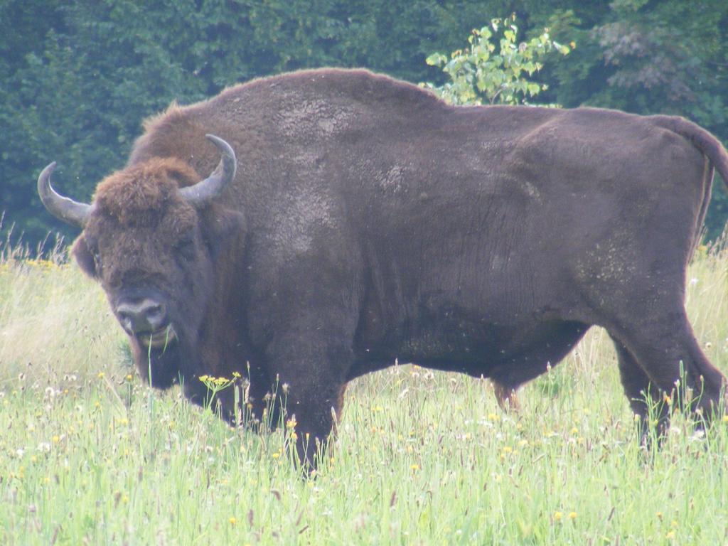 Białowieża Olsik 아파트 외부 사진